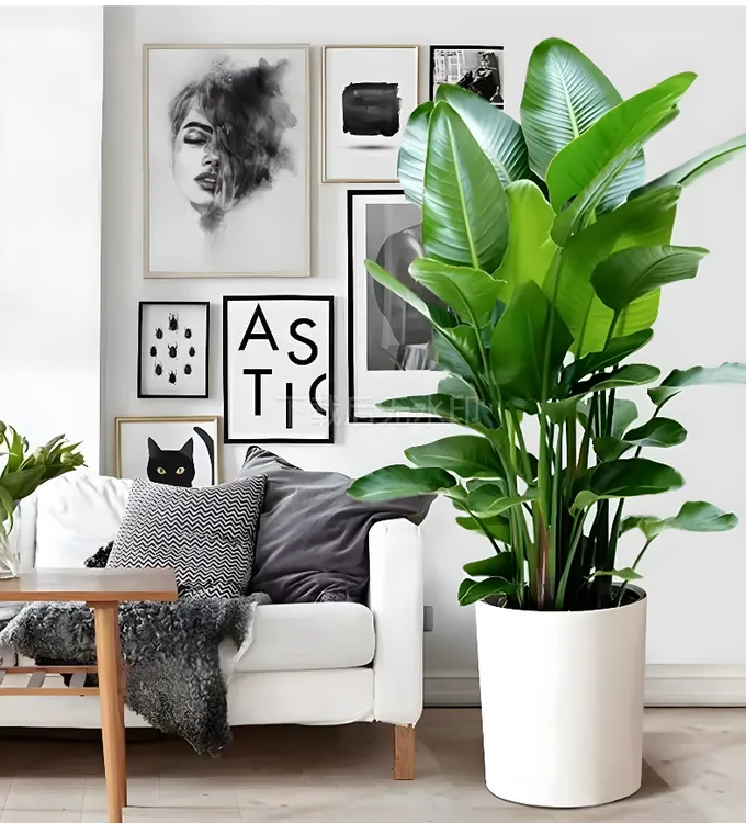 5株天堂鸟叶立高90-110CM绿植原土原盆发货室内好养易活吸甲醛