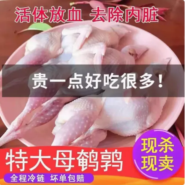 新鲜冷冻放血去内脏特大白条鹌鹑可烧烤炖汤