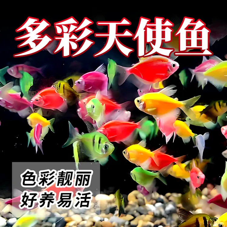 热带鱼活鱼糖果色天使鱼天使拉拉鱼七彩鱼群游鱼活体小型观赏鱼