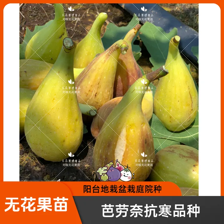 【无花果迷出品】芭劳奈（Banana）香蕉无花果树苗庭院阳台露台花园种
