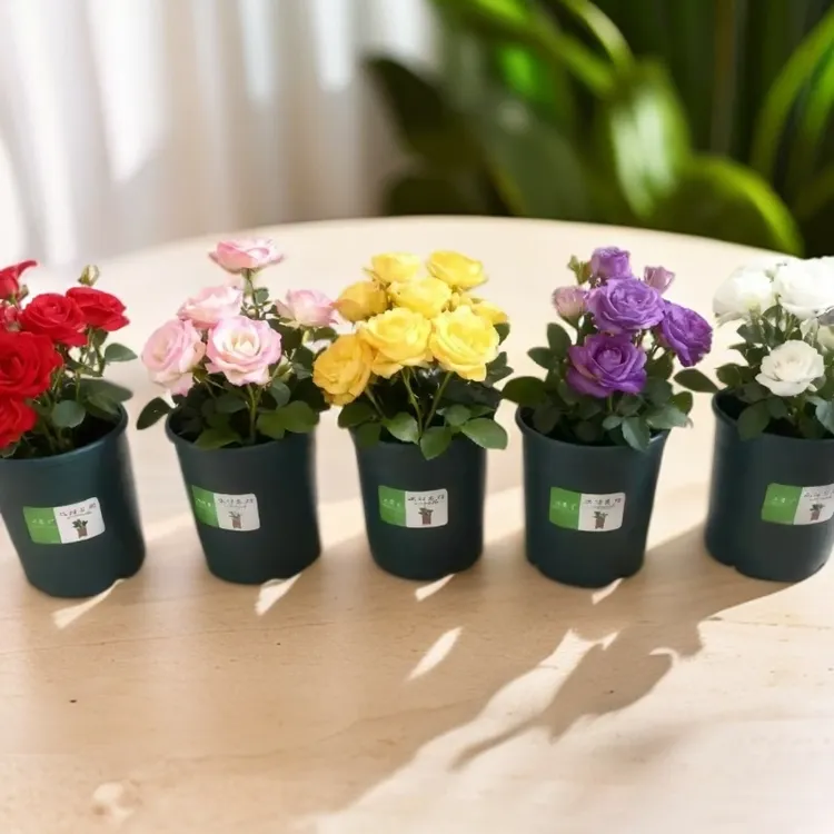 小果汀镂空控根扦插0.5加仑盆月季多肉育苗盆绿植小花盆厂家直销