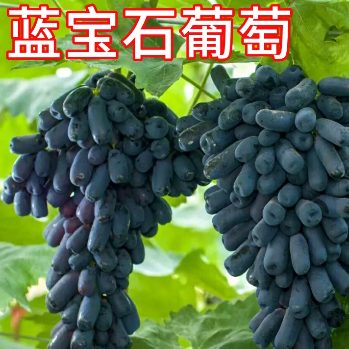 蓝宝石葡萄树苗爬藤盆栽无痕葡萄苗南北方种植耐寒果树当年结果