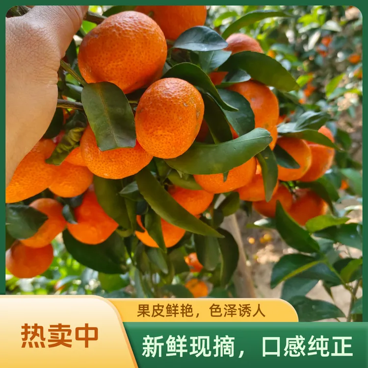 广西砂糖橘现摘现发顺丰包邮，自家果园品质有保障，东北三省地区拍