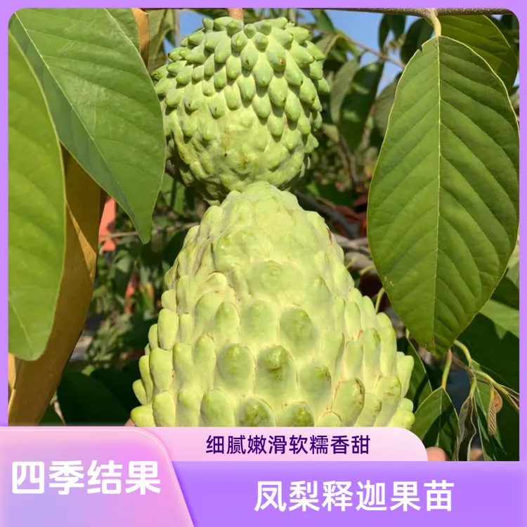 凤梨释迦树苗 软糯香甜 四季结果 冬天落叶 【一物一拍】