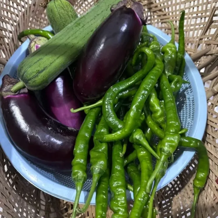 湖南邵阳本地农家露天种植新鲜辣椒丝瓜苦瓜茄子现摘现发