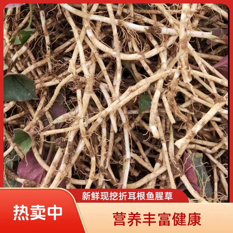【新根上市】现挖发货鱼腥草折耳根新鲜嫩根节节根凉拌炒肉煲汤蔬菜