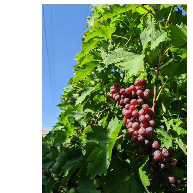 大连特产正宗对门沟玫瑰香葡萄果园直发新鲜香甜多汁皮薄肉厚有籽