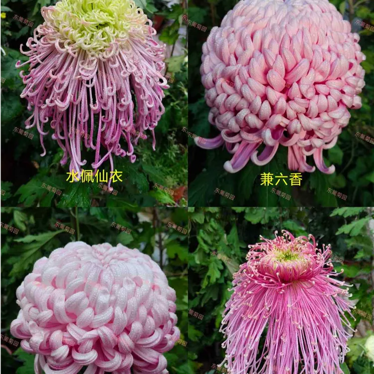 大盆对版带花苞菊花成品大花马上开花原土原盆基地直发3棵起包邮