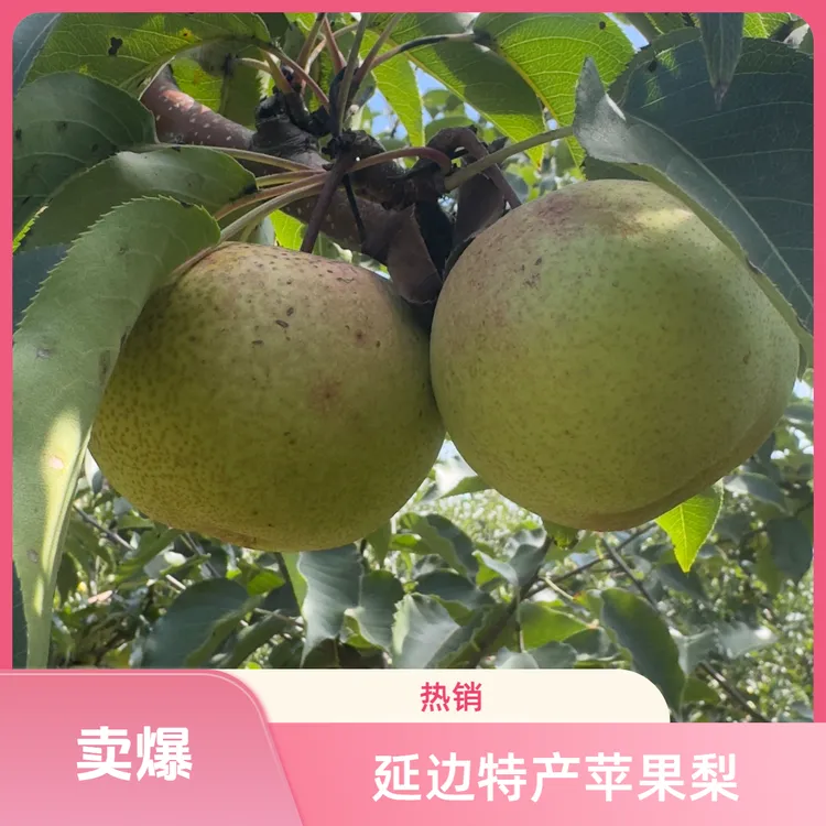 东北吉林延边特产龙井新鲜苹果梨