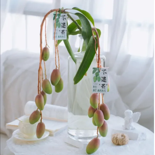 【不迷芒】不慌不芒 云南鲜切花 好养耐养 小众花材  高级 小众