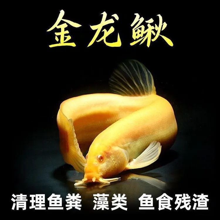 观赏鳅宠物鳅冷水淡水深水可养黄金鳅清理鱼粪藻类水族用品