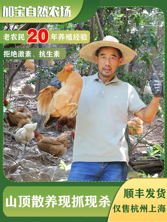 【加宝农场】现宰山顶土鸡健康农家养殖 包冰率10%-15%