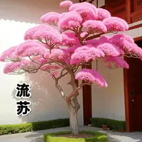 流苏树苗耐寒驱蚊虫大花木室外庭院大门前风景树花卉盆栽名贵树苗