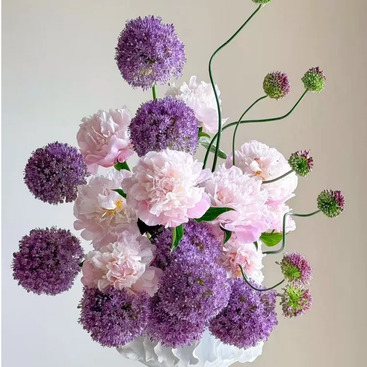 大花葱大使鲜切花正宗葱花种球秋栽种耐寒多年生春季开花花卉绿植