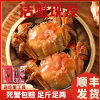 【活蟹现发】精品大闸蟹全母蟹2.5两8/10只装礼盒 顺丰包邮秋觅阳澄