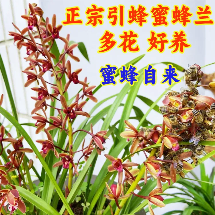 蜜蜂兰发货诱蜂绿植广东兰花盆景室内外即可种植苗清香常绿