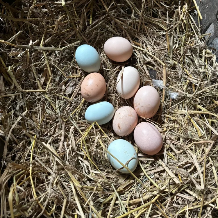 本地农家散养土鸡蛋生态健康喂养直供新鲜优质孕妇钟支书助农正宗