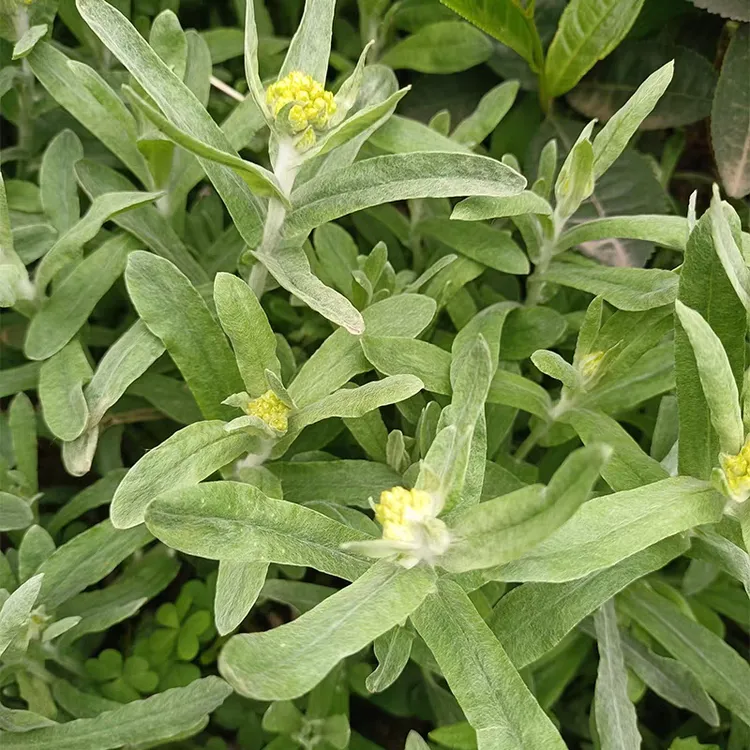 新鲜鼠曲草清明菜现摘天然农家材料可做青团