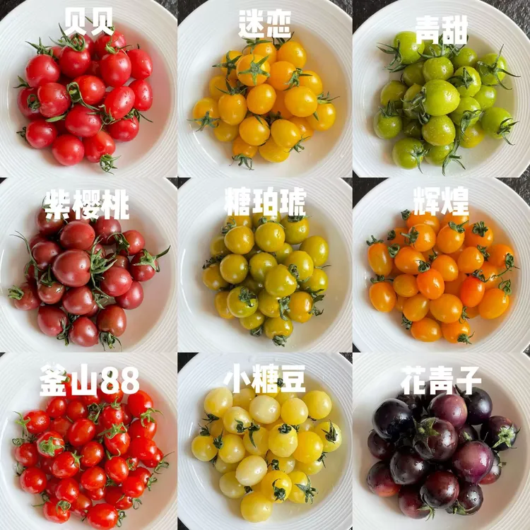 彩色小番茄酸甜新鲜七彩圣女果水果干禧小番茄青甜2号番茄黑番茄