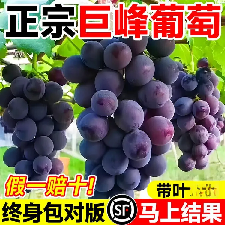 巨峰葡萄树苗阳光玫瑰大苗盆栽果树果苗四季种植院爬藤南北方耐寒
