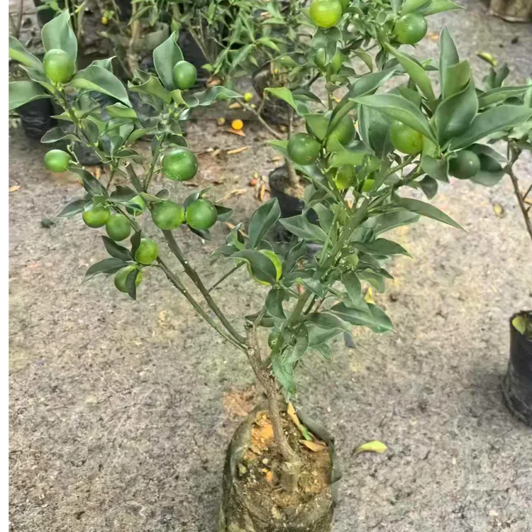 广西桂林砂糖橘沃柑果树一物一拍