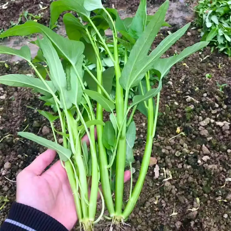 早熟高产三叉空心菜种籽柳叶通心菜种子四季阳台蔬菜种子盆栽菜园
