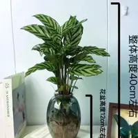 翠叶竹芋水土培植物盆栽室内四季常青好养客厅办公室绿植