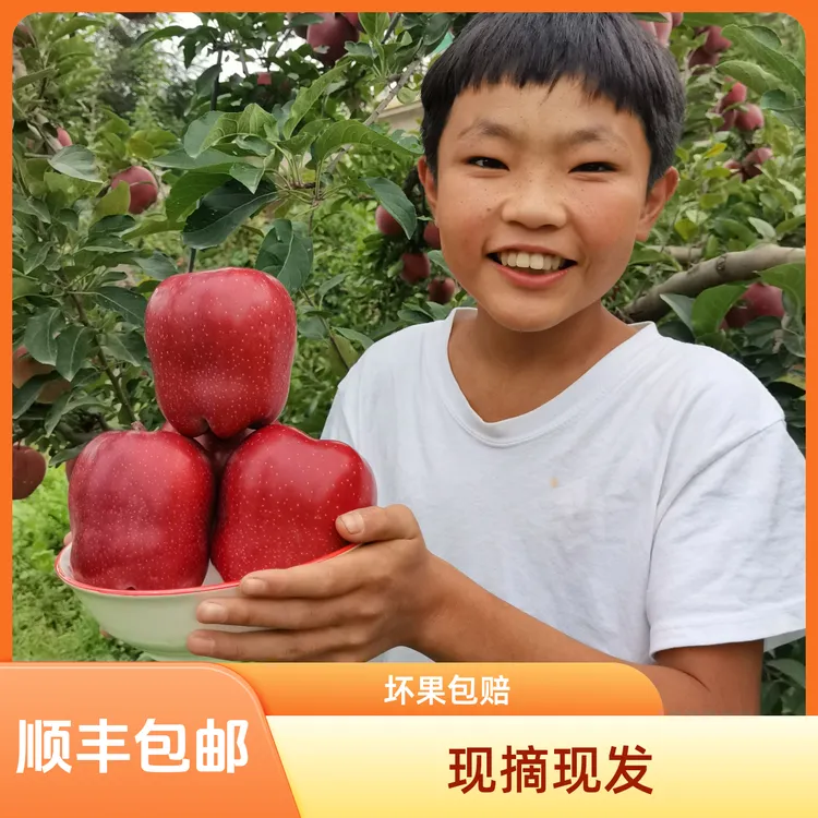 【顺丰包邮】正宗天水花牛苹果当季精选健康营养水果