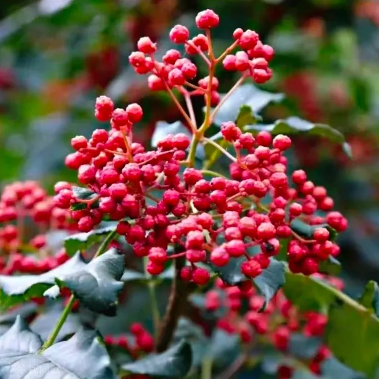 武都大红袍花椒自然晾晒又麻又香天水麻辣烫专用花椒50g通用