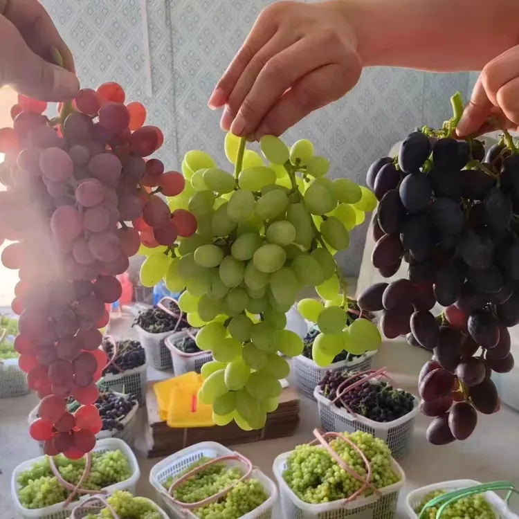 新疆新鲜当季吐鲁番三色葡萄果肉饱满鲜甜多汁四斤装