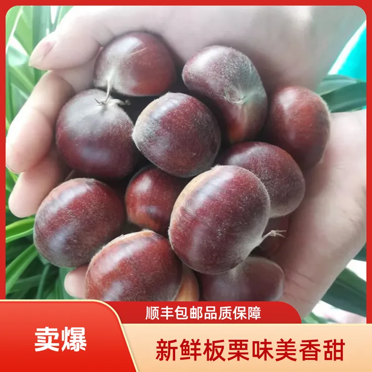 顺丰包邮新鲜板栗信阳大别山红壳板栗粉糯香甜农产品坚果栗子水果