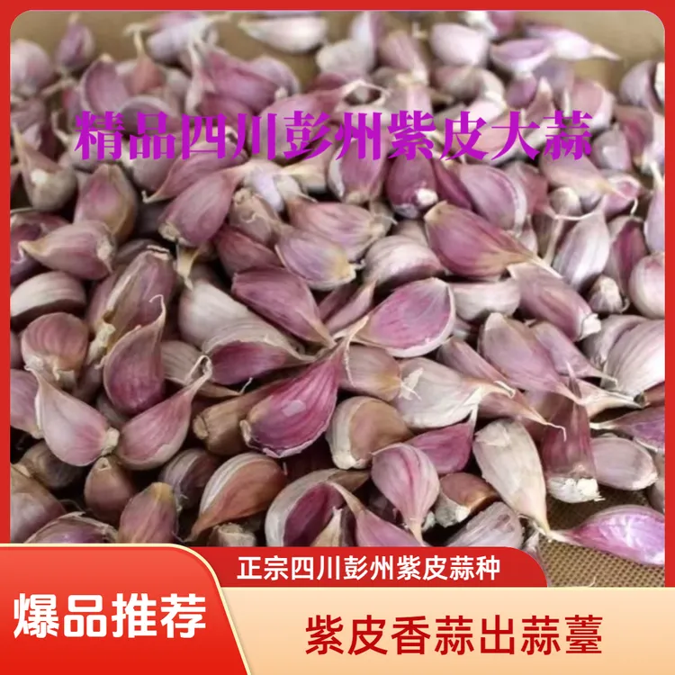 正宗四川彭州紫皮蒜种子蒜薹蒜瓣大蒜子新鲜红皮香蒜正月出蒜苔