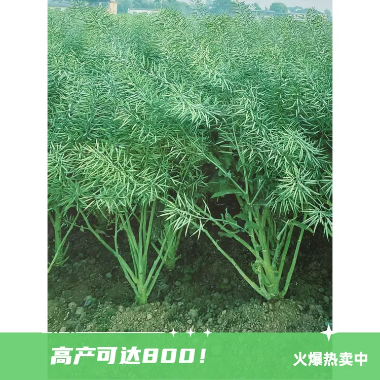 高产600到800矮杆油菜种子