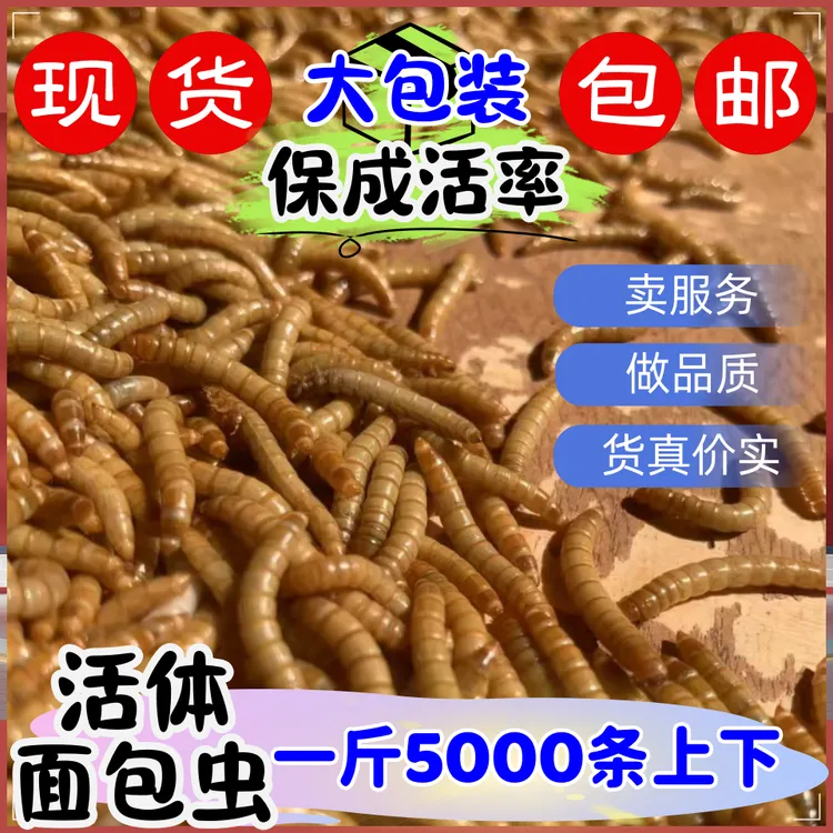 鲜活面包虫活虫黄粉虫钓鱼活饵鸟食守宫蛋白虫宠物饲料蛋白虫零食