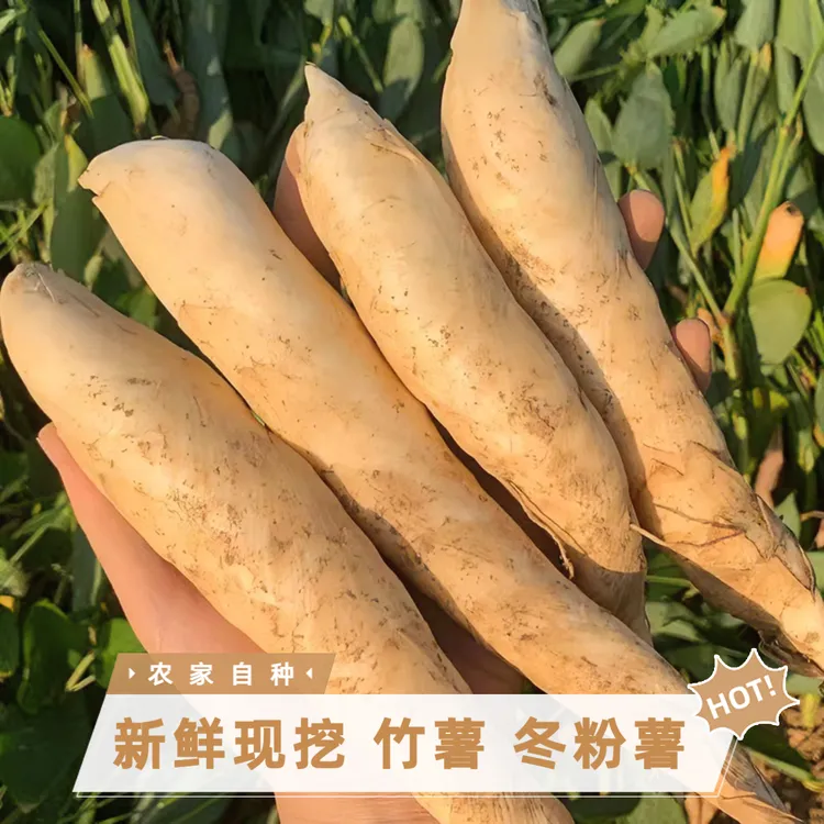正宗农家自种新鲜竹薯 竹芋 冬粉薯 沙谷米新鲜现挖竹芋煲汤粉薯