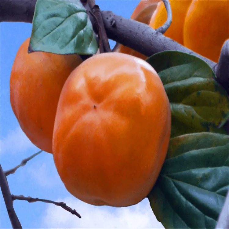 正宗嫁接柿子树苗脆甜柿子磨盘火晶柿子苗南北方种植庭院种植