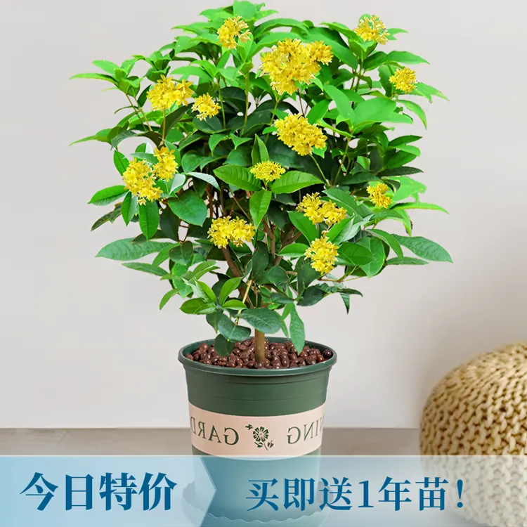 【今日推荐】【养死包赔】5年苗四季桂花  室内阳台庭院盆栽