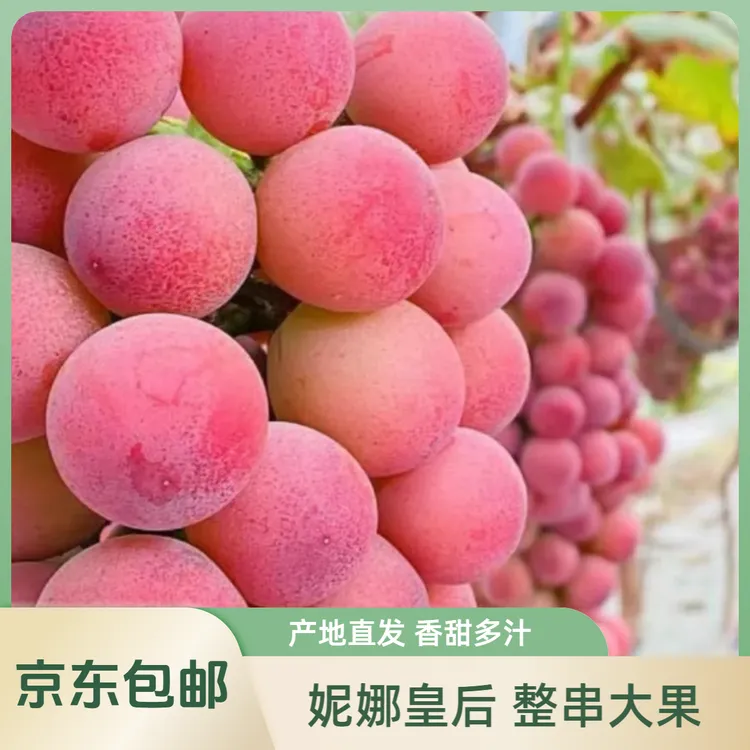 【京东包邮】妮娜皇后香甜多汁无籽葡萄整串香甜浓郁水果