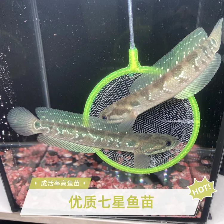 雷龙鱼【7-10 cm】大帆大尾七星雷龙鱼七星鱼黑月人工养殖拒绝野生