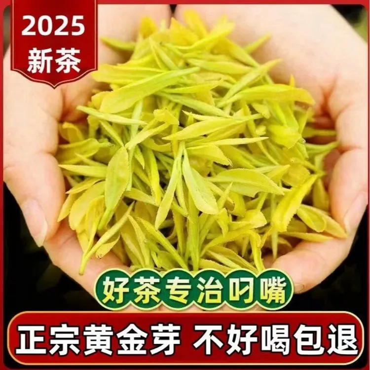 【2025年AAA特级明前】高山黄金芽豆香板栗香 鲜爽回甘茶叶礼盒送人