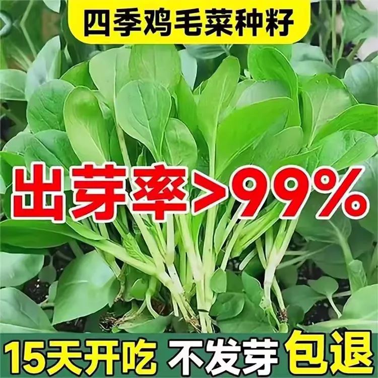 鸡毛菜青菜种子种籽蔬菜易种易活四季盆栽简单室外速生小白菜种植