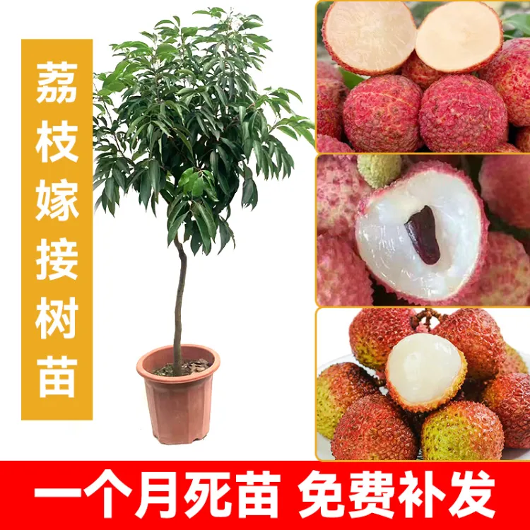 铭焕园林桂味荔枝苗妃子笑无核荔枝冰荔仙进奉荔枝嫁接苗当年结果