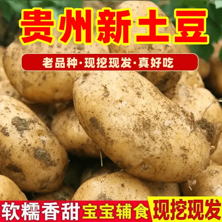 【25年新土豆】贵州黄心土豆黄皮黄心新鲜威宁洋芋新鲜马铃薯老品种