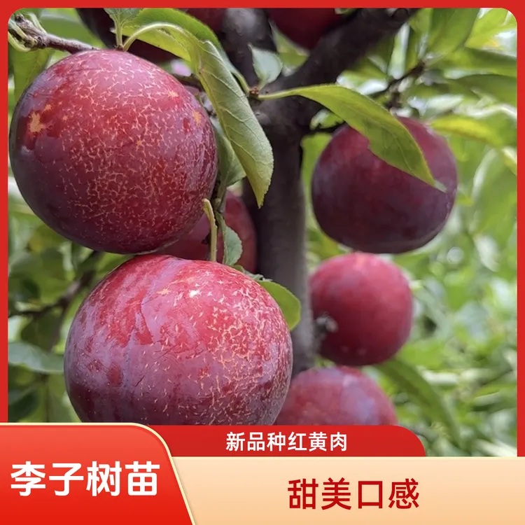 果美李子树苗：国峰系列新品种 红皮黄肉 味道甜美