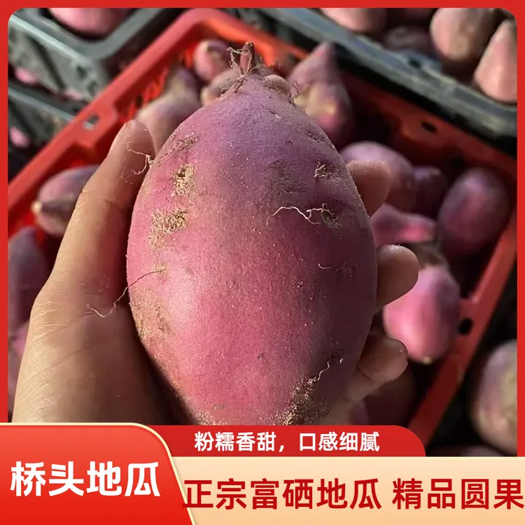 新鲜现挖桥头板栗红薯，粉面干甜桥头地瓜，早餐佳品