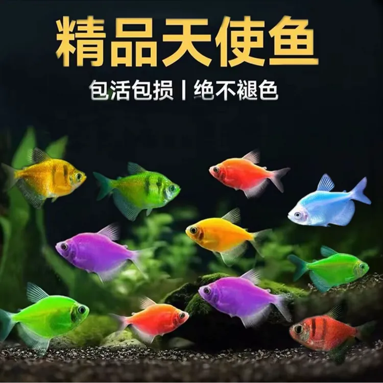 10条包邮七彩荧光天使鱼七彩神仙鱼小型热带观赏鱼不褪色群游好养