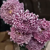 A级稀有大花琉璃紫牡丹菊5支鲜花