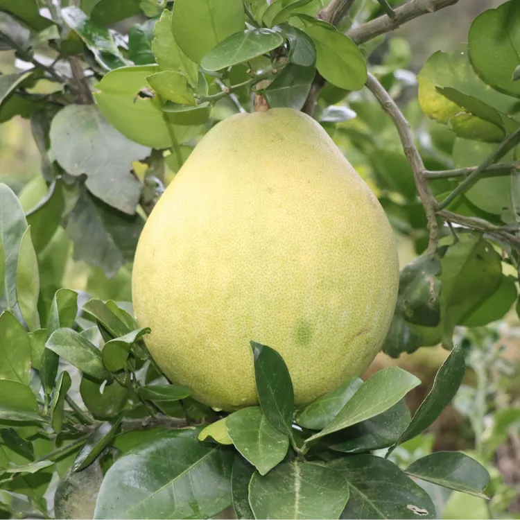 贵州铜仁小江口枣香柚香甜柚子