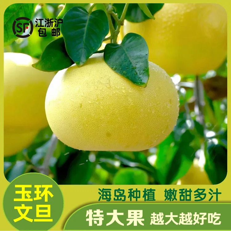特大果礼盒【玉环文旦】正宗浙江玉环文旦柚子3斤新鲜多汁时令水果