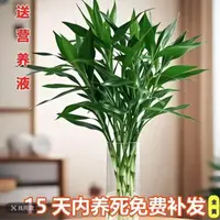 【X10只】海南基地精品富贵竹10枝60-70cm大叶高档大气正宗水培盆栽